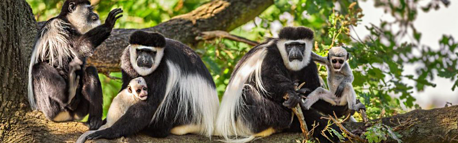 Colobus-Monkey