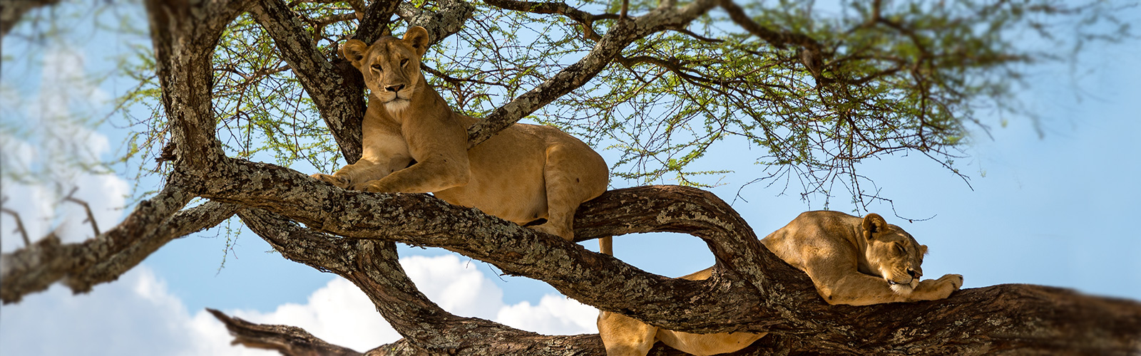 Lion on tree