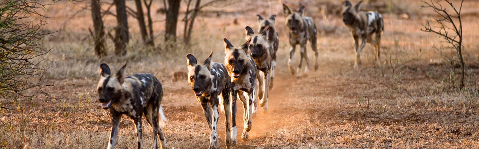 Wild Dogs